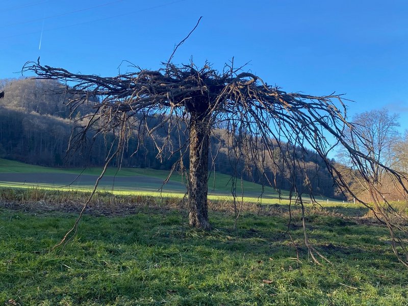 Com&Com: Baum 7, 2025