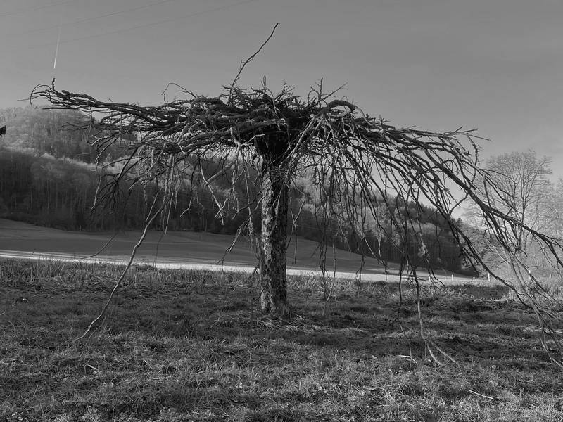 Com&Com: Baum 7, 2025