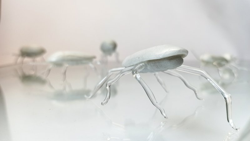 Insects by Ambra Viviani