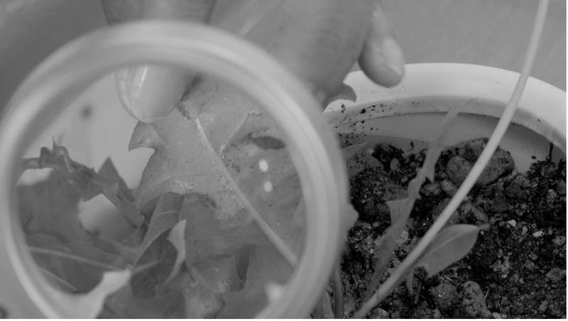Figure 8. Potted dandelion being diagnosed at a plant hospital in Gyeonggi-do