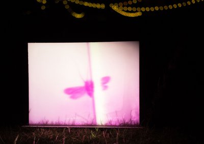 Laurence Favre: "Analog Butterfly Holography for Expanded Spectropoetics"