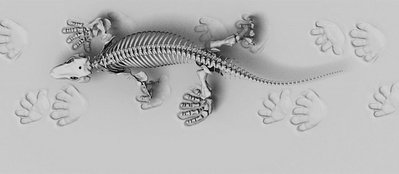 Reconstruction project „Orobates pabsti“, Design by Jonas Lauströer, Amir Andikfar, 2015, in cooperation with Prof. John Nyakatura, Excellence cluster “Bild Wissen Gestaltung. Ein interdisziplinäres Labor”, Humboldt-Universität zu Berlin