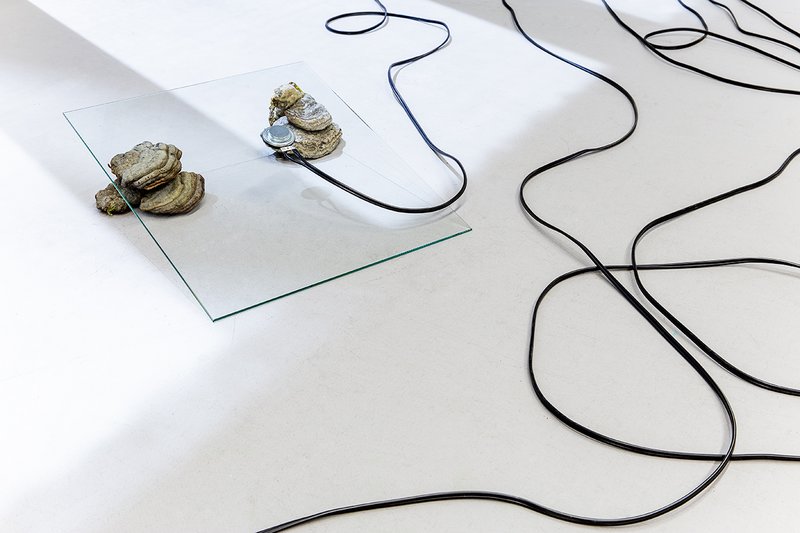 Work Ronja Svaneborg