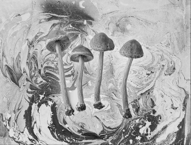 Shaping Psychedelic Health 