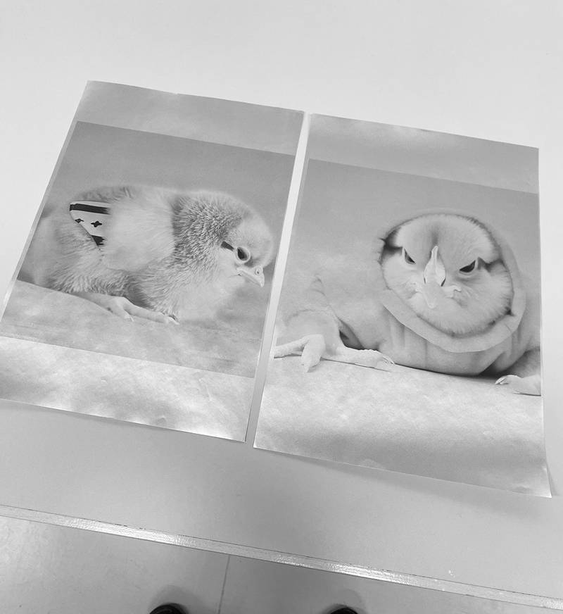 THEY DON'T MAKE CHICKEN LIKE THIS ANYMORE 2024  Drucke auf Geschenkpapier  42 x 29,7 cm