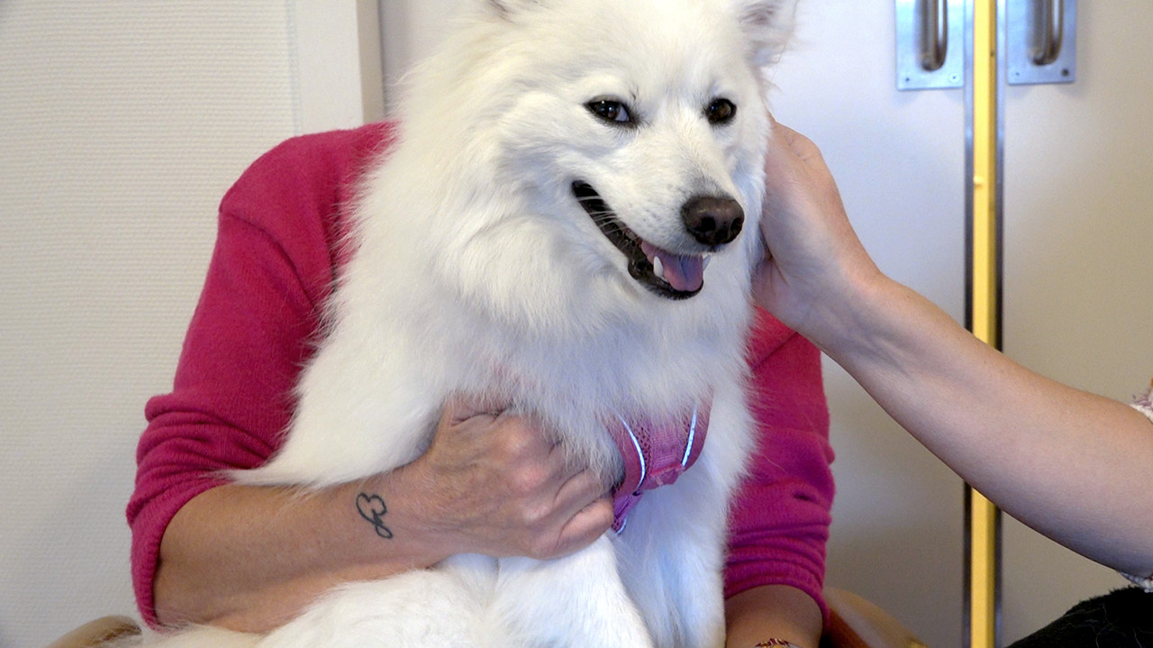 Person hält einen Hund