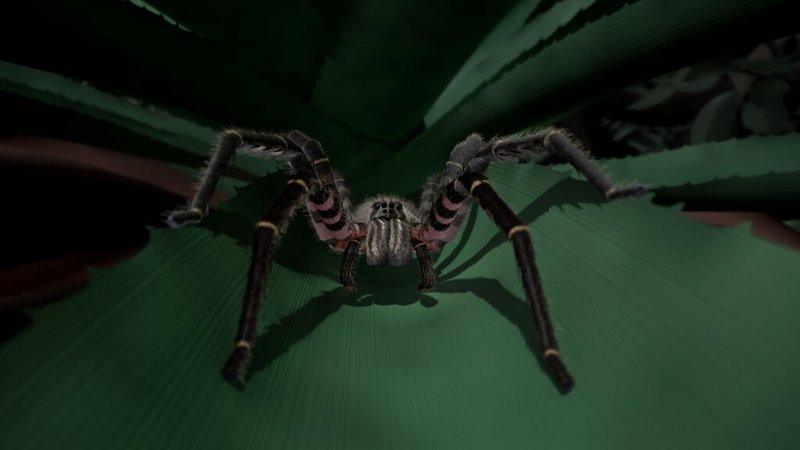 Grosse Wanderspinne