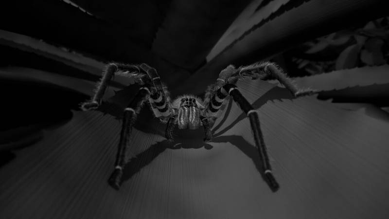 Grosse Wanderspinne