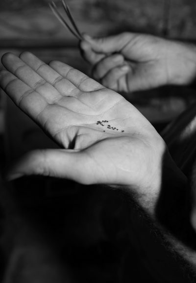 Alexandra Baumgartner: How like a leaf I am Alexandra Baumgartner: How like a leaf I am