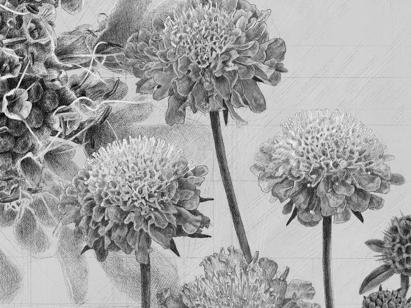 decorative image