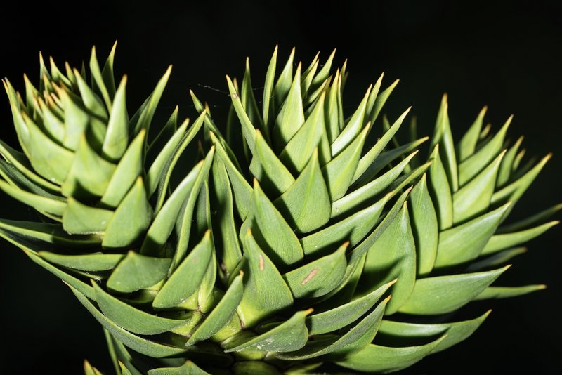 Botanical Thinking