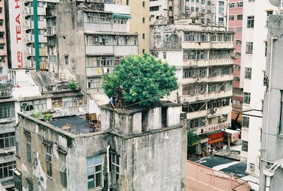 Baum auf dem Dach, Ya Ma Tei Hong Kong. © Micheal Leung, 2017