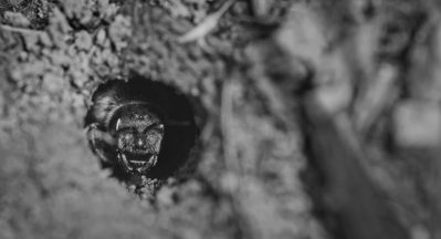 Wo die wilden Bienen wohnen