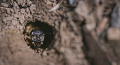Wo die wilden Bienen wohnen