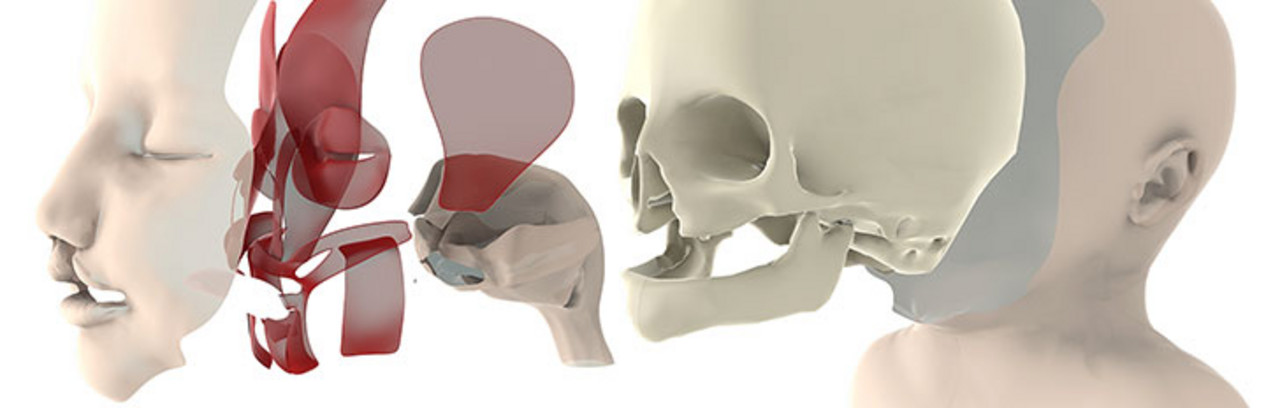 Schematische 3D-Darstellung der anatomischen Details eines Kinderkopfs