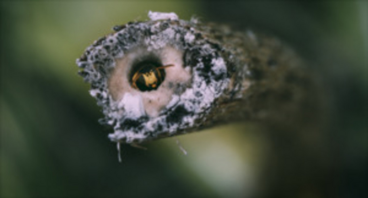 Diplomfilm "Wo die wilden Bienen wohnen" von Pascal Kohler; Copyright: Pascal Kohler