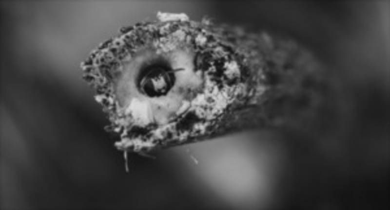 Diplomfilm "Wo die wilden Bienen wohnen" von Pascal Kohler; Copyright: Pascal Kohler