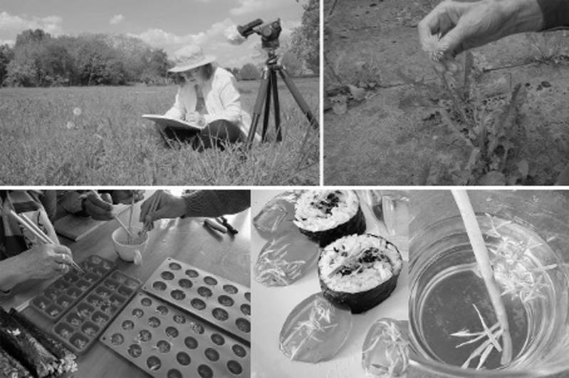 Figure 9. Recording Smith drawing a dandelion; Figure 10. Towersey pulling out a dandelion; Figure 11. Dandelion Gimbap, jellies and drinks