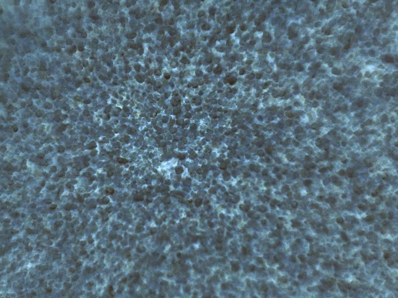 Film still from Zerzura, Laurence Favre (2023). The film is the third part of a trilogy exploring natural environments and questioning anthropocentrism in a sensorial perspective. The first and second part of the trilogy Corpus animale are Resistance (2017, exploring the glacier) and Osmose (2022, diving in the woods)