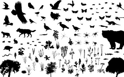 The Garden as Translation