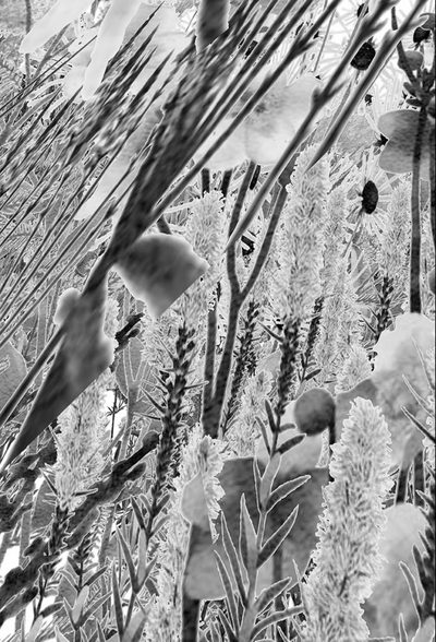 20260130 Pollinator Pathmaker: Perceptual Field